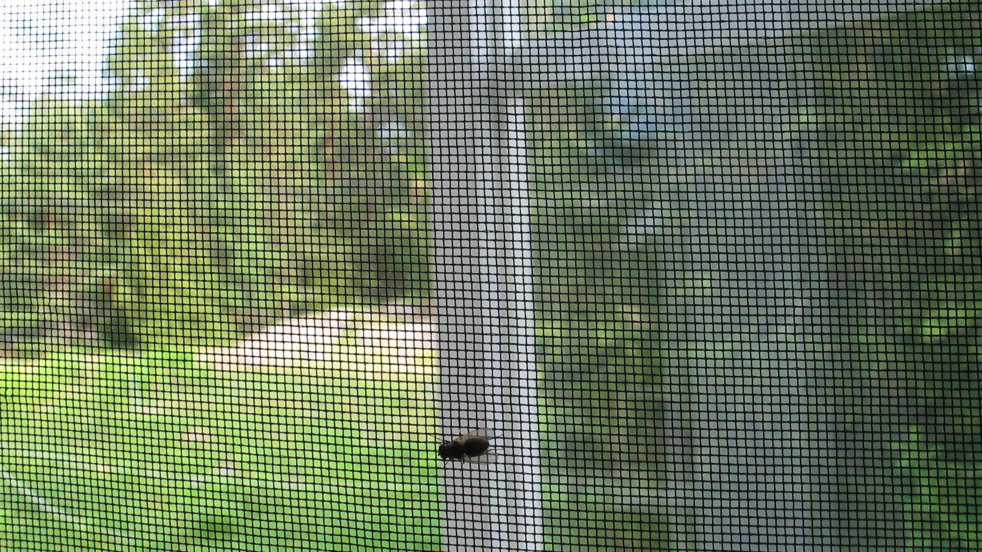 Mesh Windows What Are Benefits of Mosquito Mesh Windows? - FLY MESH SYSTEM-Mosquito ...
