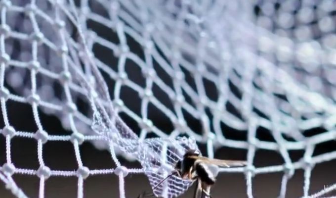 Understanding Barrier-Free Fly Mesh